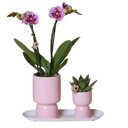 Roze orchidee en succulent op wit dienblad