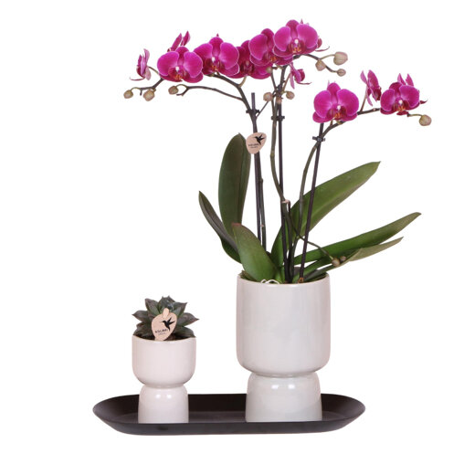 Roze orchidee en succulent op zwart dienblad