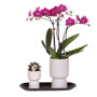 Roze orchidee en succulent op zwart dienblad