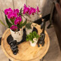 Roze orchidee en succulent op zwart dienblad