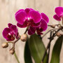 Roze orchidee en succulent op zwart dienblad