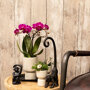 Roze orchidee en succulent op zwart dienblad