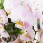 Roze orchidee en succulenten op gouden schaal