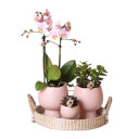 Roze orchidee en succulenten op rieten schaal