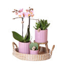 Roze orchidee, hartjesplant en succulent op rieten schaal
