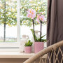 Roze orchidee, hartjesplant en succulent op rieten schaal