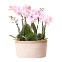 Roze orchideeën en Rhipsalis in katoenen schaal