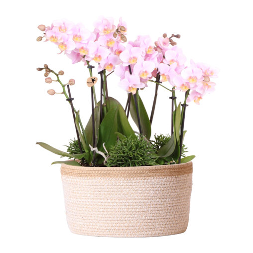 Roze orchideeën en Rhipsalis in katoenen schaal