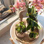 Roze orchidee, Rhipsalis en succulent in rieten schaal