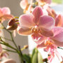 Roze orchidee, Rhipsalis en succulent in rieten schaal