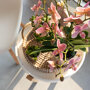 Roze orchidee, Rhipsalis en succulent in rieten schaal