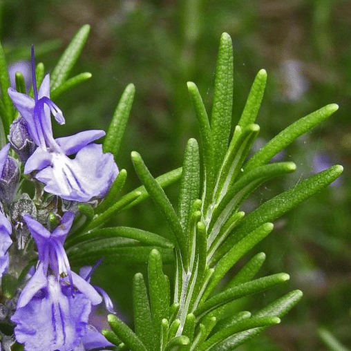 Rozemarijn (Rosmarinus officinalis)