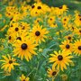 Rudbeckia fulgida 'Goldsturm' (gele zonnehoed)