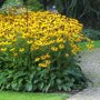 Rudbeckia fulgida 'Goldsturm' (gele zonnehoed)