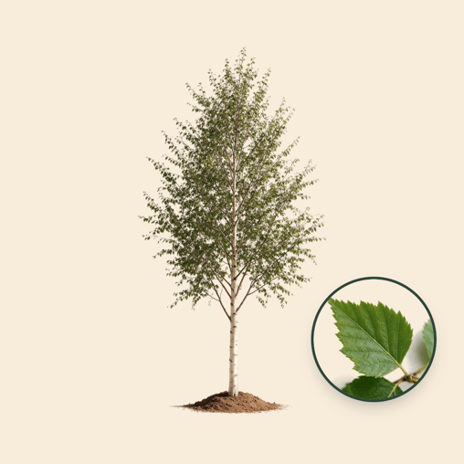 Ruwe berkenboom