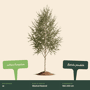 Ruwe berkenboom