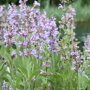 Salie (Salvia officinalis)