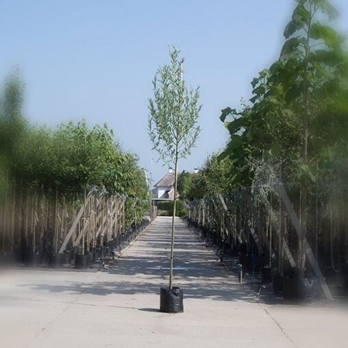Salix alba | Witte Wilg