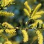 Salix alba | Witte Wilg