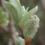 Salix 'Helvetica' katje