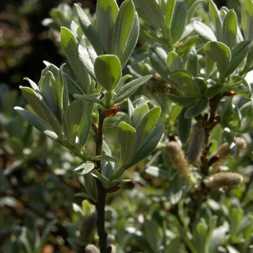 Salix 'Helvetica'