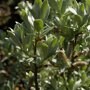 Salix 'Helvetica'