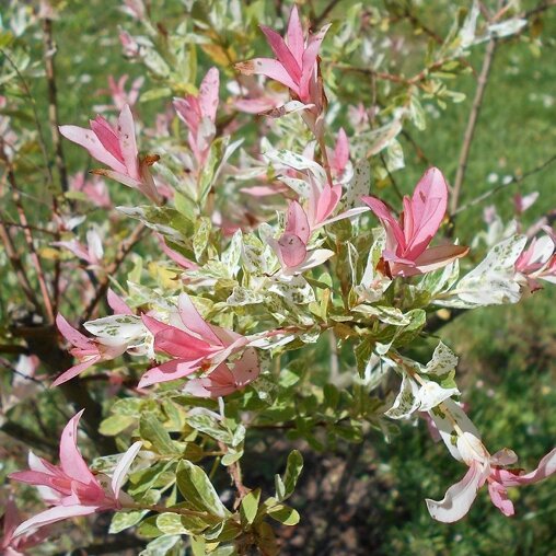 Salix integra 'Hakuro-nishiki'