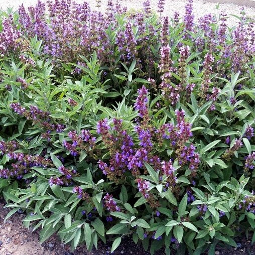 Salie (Salvia officinalis)