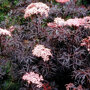 Sambucus nigra Black Lace