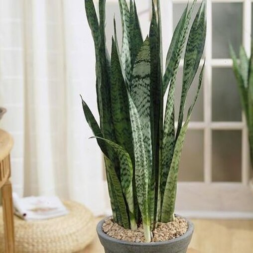 Sanseveria 'Black Coral'