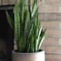 Sanseveria in potje