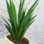 Sanseveria 'Kirkii' sfeerfoto