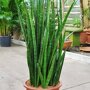 Sanseveria 'Kirkii'