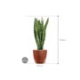 Sansevieria zeylanica in Groove afmeting