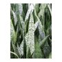 Sansevieria zeylanica in Groove bladeren