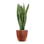 Sansevieria zeylanica in Groove