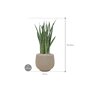 Sansevieria zeylanica 'Narrow' in Rough afmeting