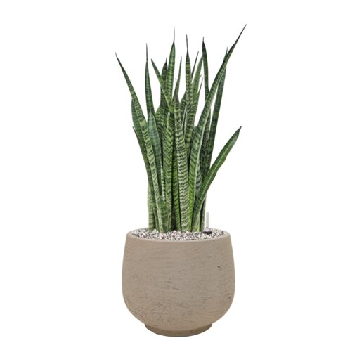 Sansevieria zeylanica 'Narrow' in Rough