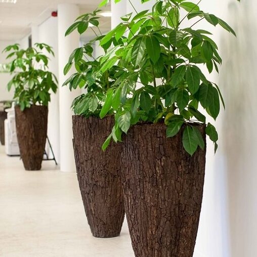 Schefflera 'Amate' op kantoor