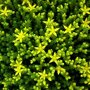 Sedum 'Yellow Queen' bloemen