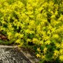 Sedum 'Yellow Queen' bodembedekker