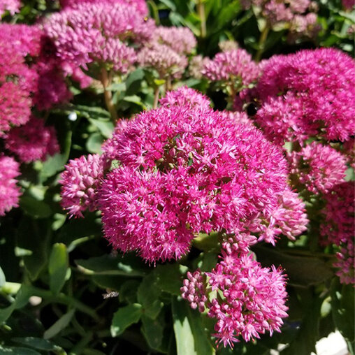 Sedum 'Carl' close up