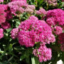 Sedum 'Carl' close up