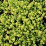 Sedum 'Yellow Queen'