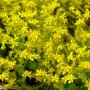 Sedum 'Yellow Queen'