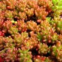 Sedum album 'Coral Carpet' bladverkleuring