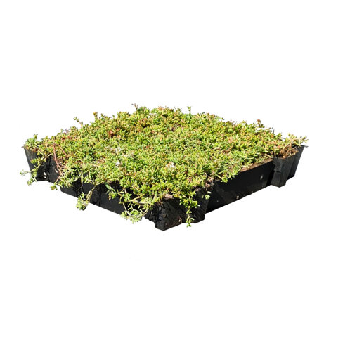 Vierkante meter sedumtray ECO