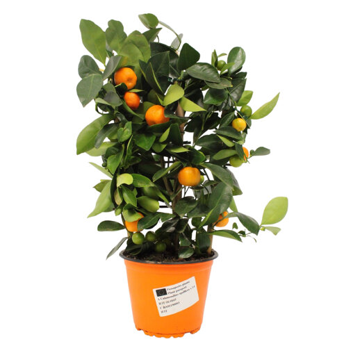 Sinaasappelboompje op rek