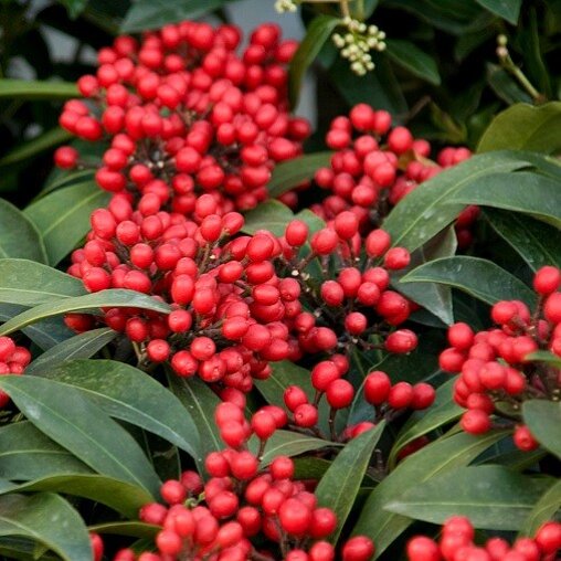 Skimmia japonica 'Reevesiana'