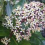 Skimmia japonica 'Rubella' bloemen